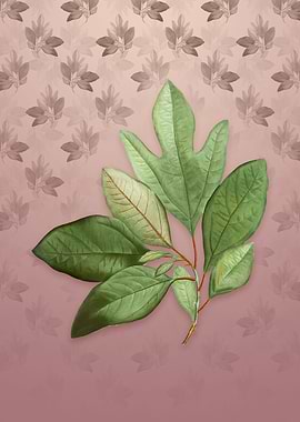 Bay Laurel on Dusty Pink