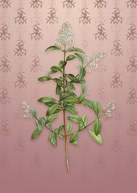 Vintage Wild Privet