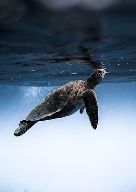 sea turtle