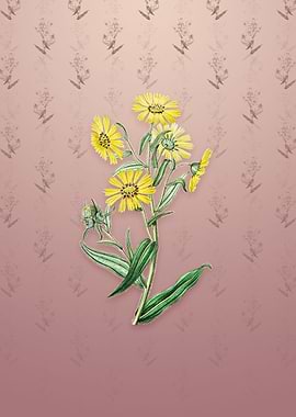 Vintage Madia Flower