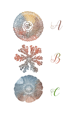 Paenibacillus bacteria