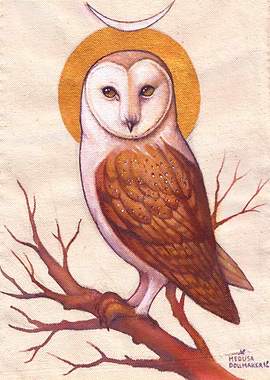 Barn Owl