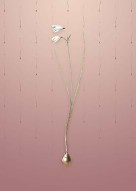 Snowbell on Dusty Pink