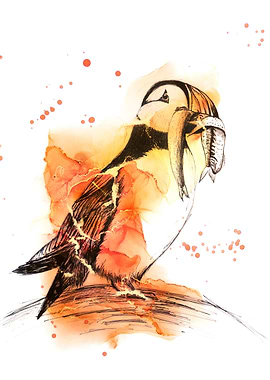 Puffin