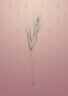 Siberian Solomons Seal