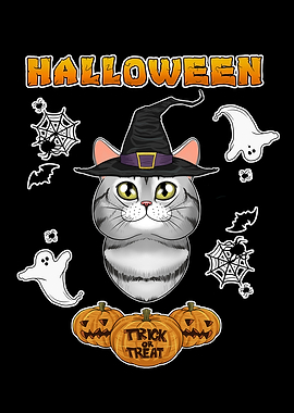 American Shorthair Cat