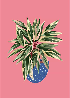 Calathea Triostar Plant