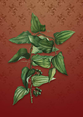 Vintage Common Smilax