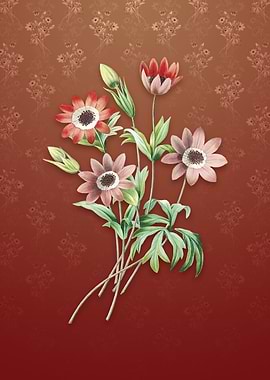 Vintage Broad Leaf Anemone