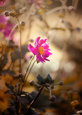 Summer anemones, macro