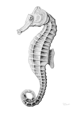 Coastal Seahorse Drawing