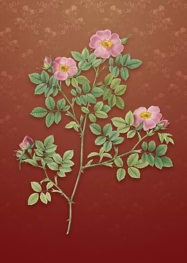 Vintage Rose Corymb on Red