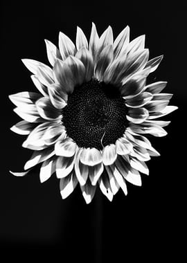 Sunflower Black and White