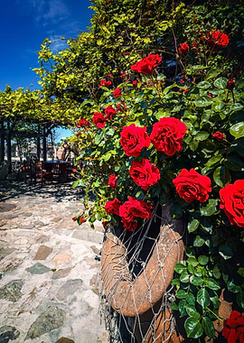 Red roses, street,Bulgaria