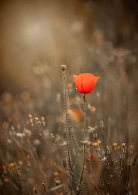 Red field poppy in meadow