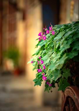 Travel to Europe, Bulgaria