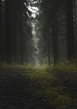 Dark Forest