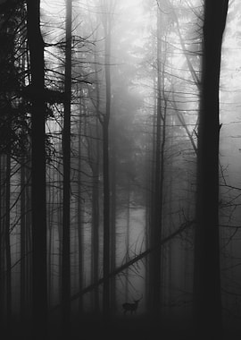 Dark Forest