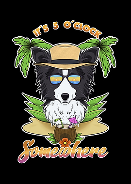 Border Collie Drinking