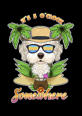 Bichon Frise Drinking