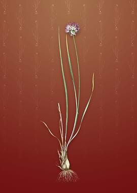 Vintage Allium Foliosum