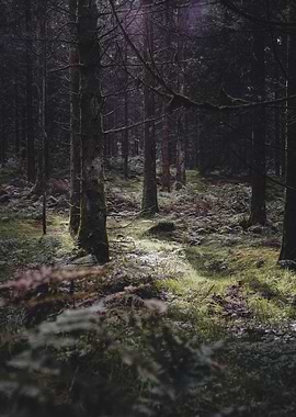 Dark Forest