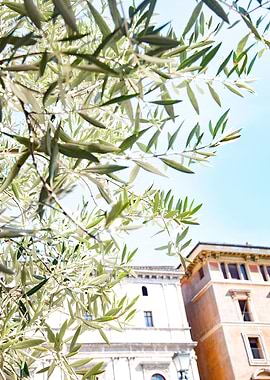 Green Olive Leaves in Rome