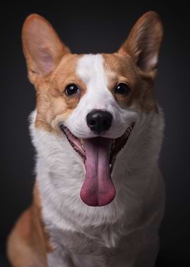 Funny Corgi Dog