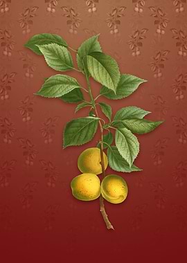 Vintage Briancon Apricot