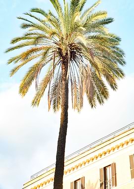 Bella Roma Palm in Rome 1
