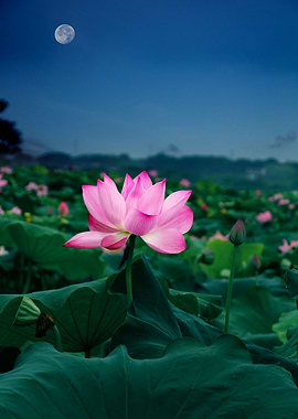 Lotus Flower by the Moon