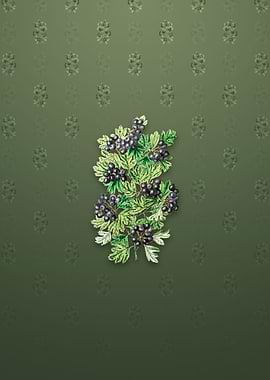 Hairy Leaf Black Hawthorn