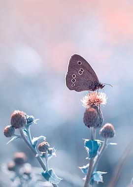 Butterfly, wild flowers