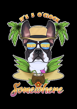 Boston Terrier Drinking