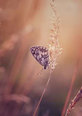 Butterfly, summer meadow