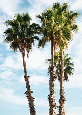 Palm Trees 1
