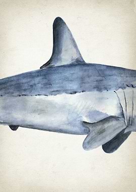 Mako Shark Art Part 2