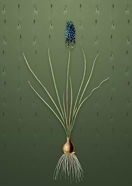 Vintage Grape Hyacinth