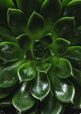 succulent green