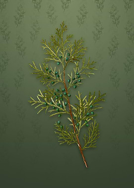 Vintage Virginian Juniper