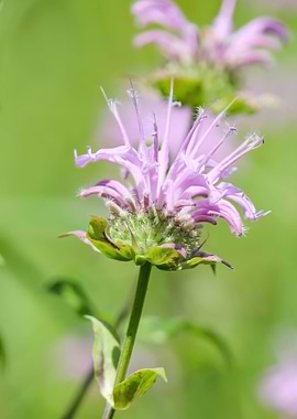 Spiky Purple Flower