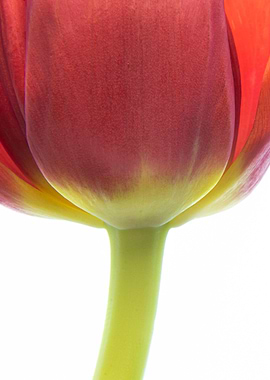 flower tulip