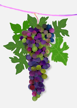 Grapes Fruits Food