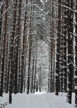 Frozen Forest