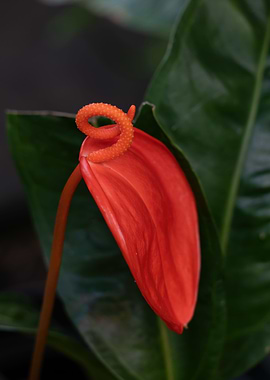 Red Flamingo Flower