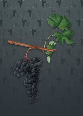 Vintage Dolcetto Grapes