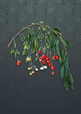 Vintage Visciola Cherries