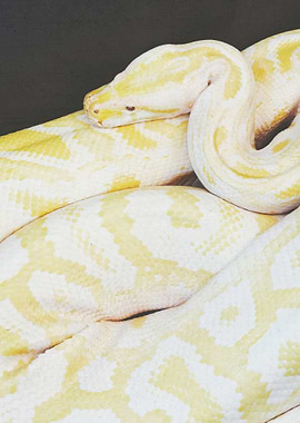 Albino Python