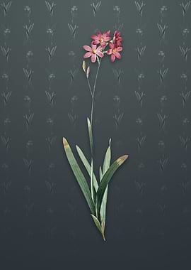 Corn Lily on Slate Gray