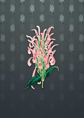 Justicia Carnea Flower